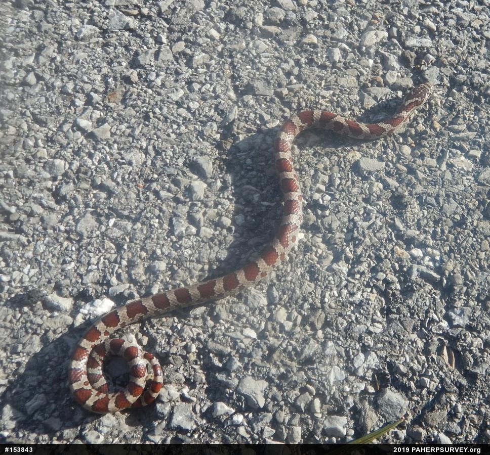 Eastern Milksnake
