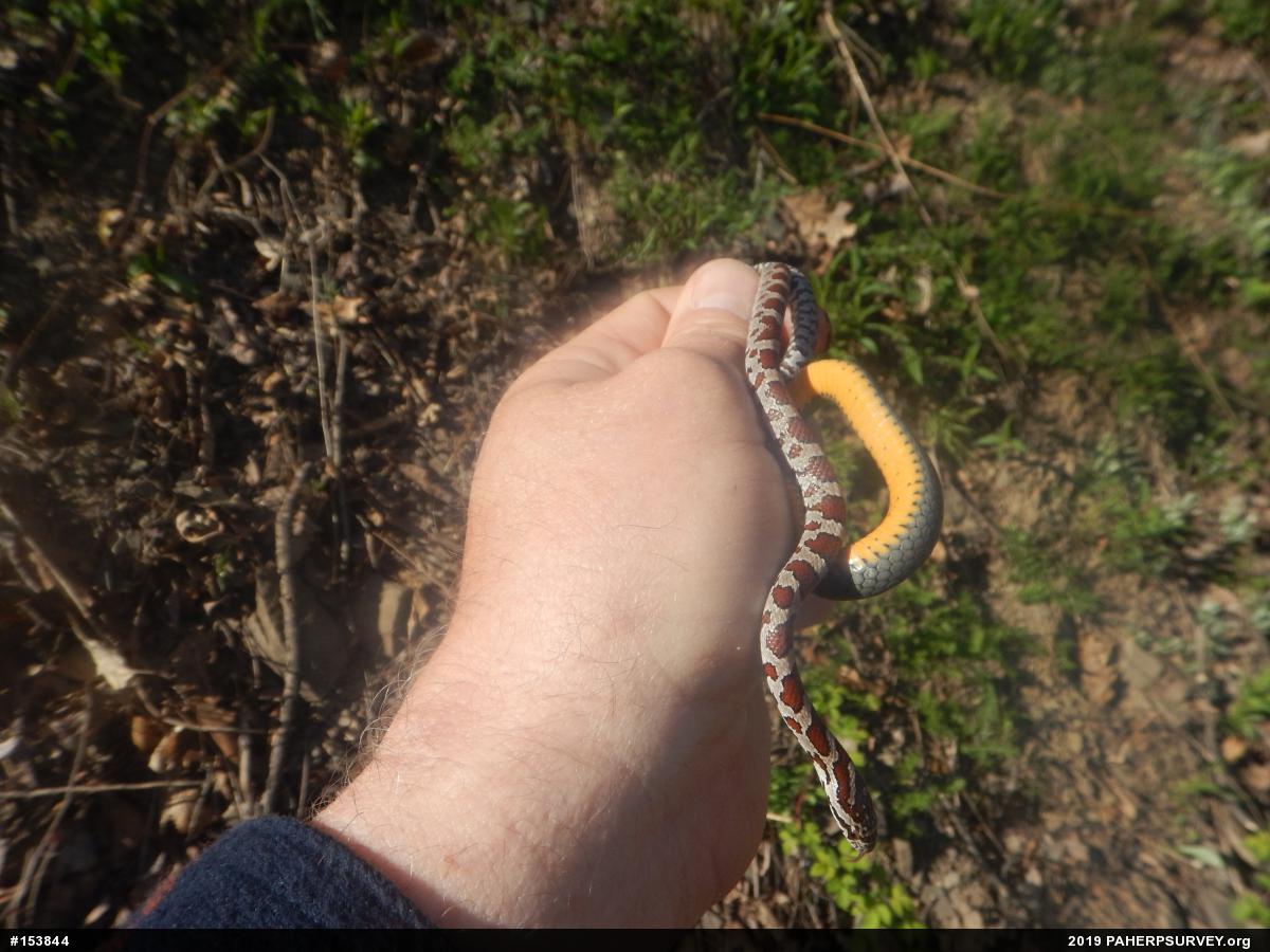 Northern Ring-necked Snake