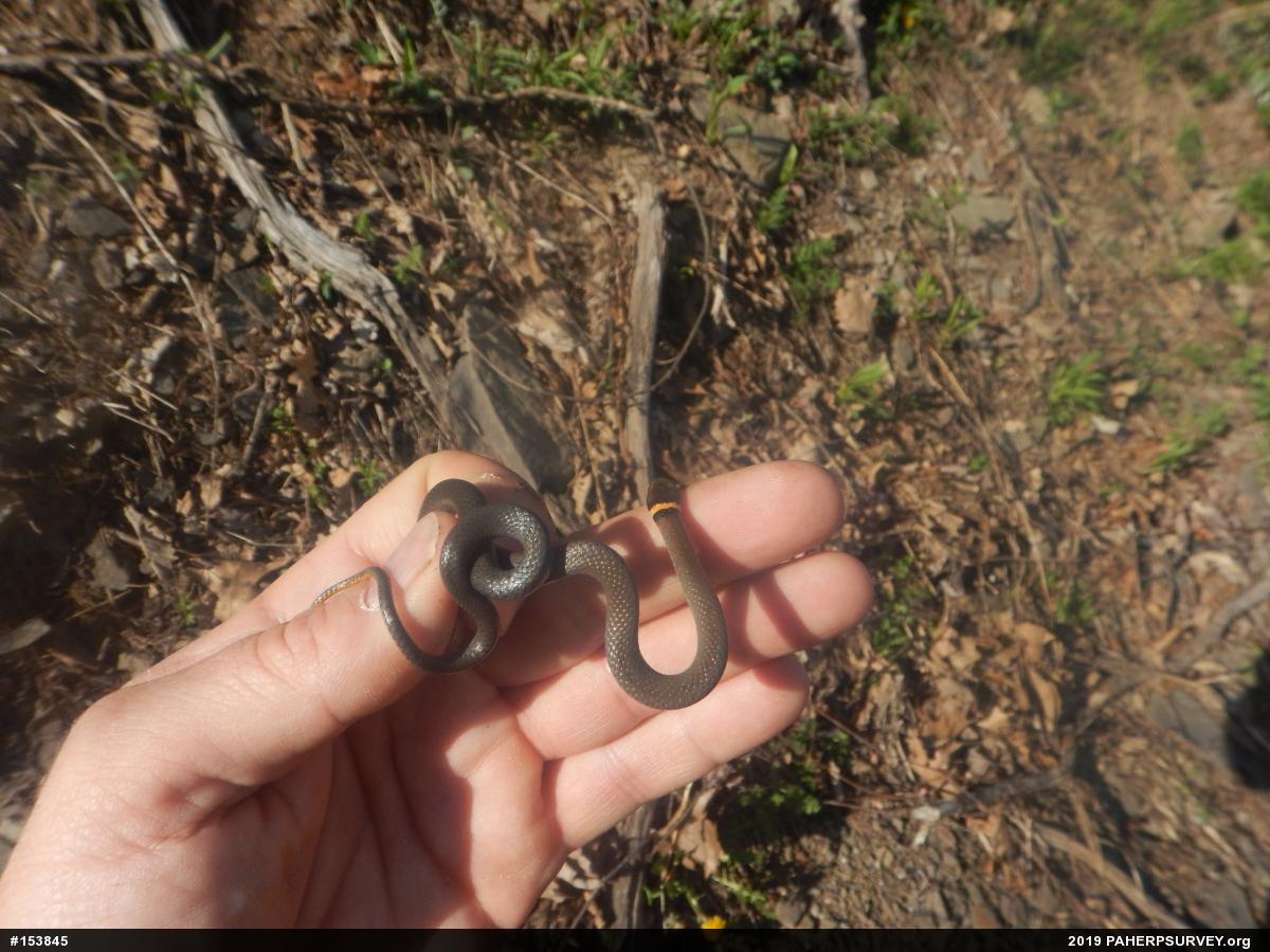 Northern Ring-necked Snake