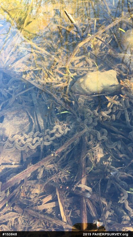 Spotted Salamander