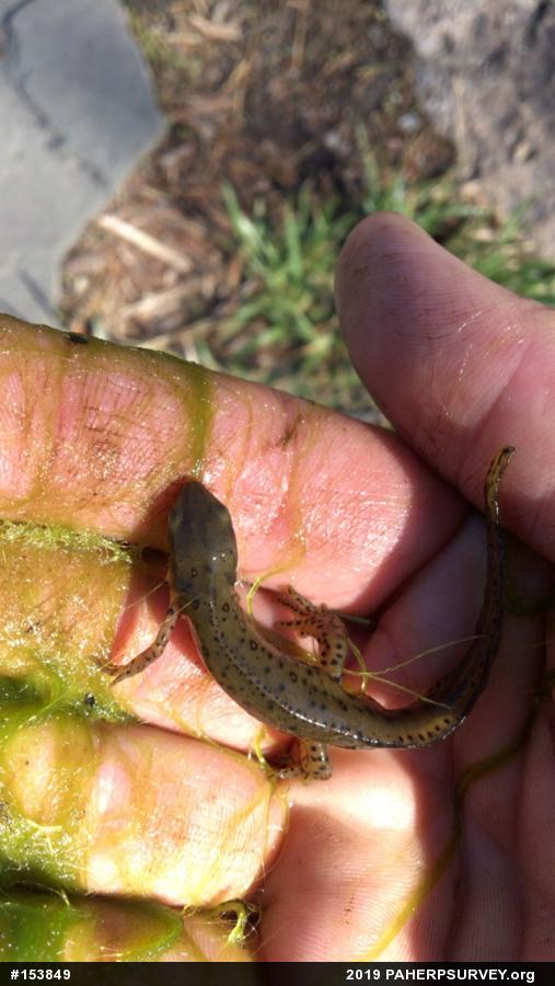 Red-spotted Newt