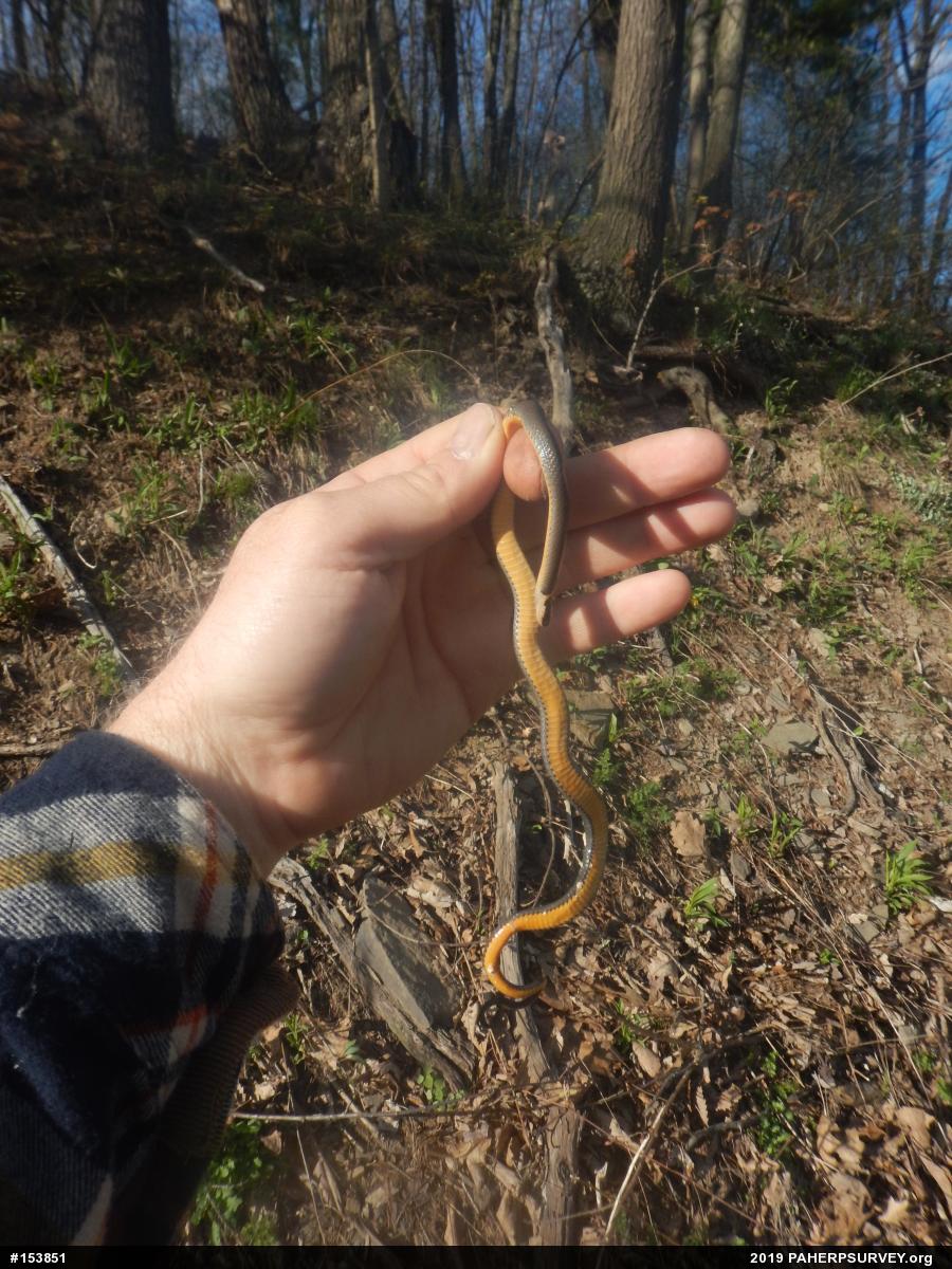 Northern Ring-necked Snake
