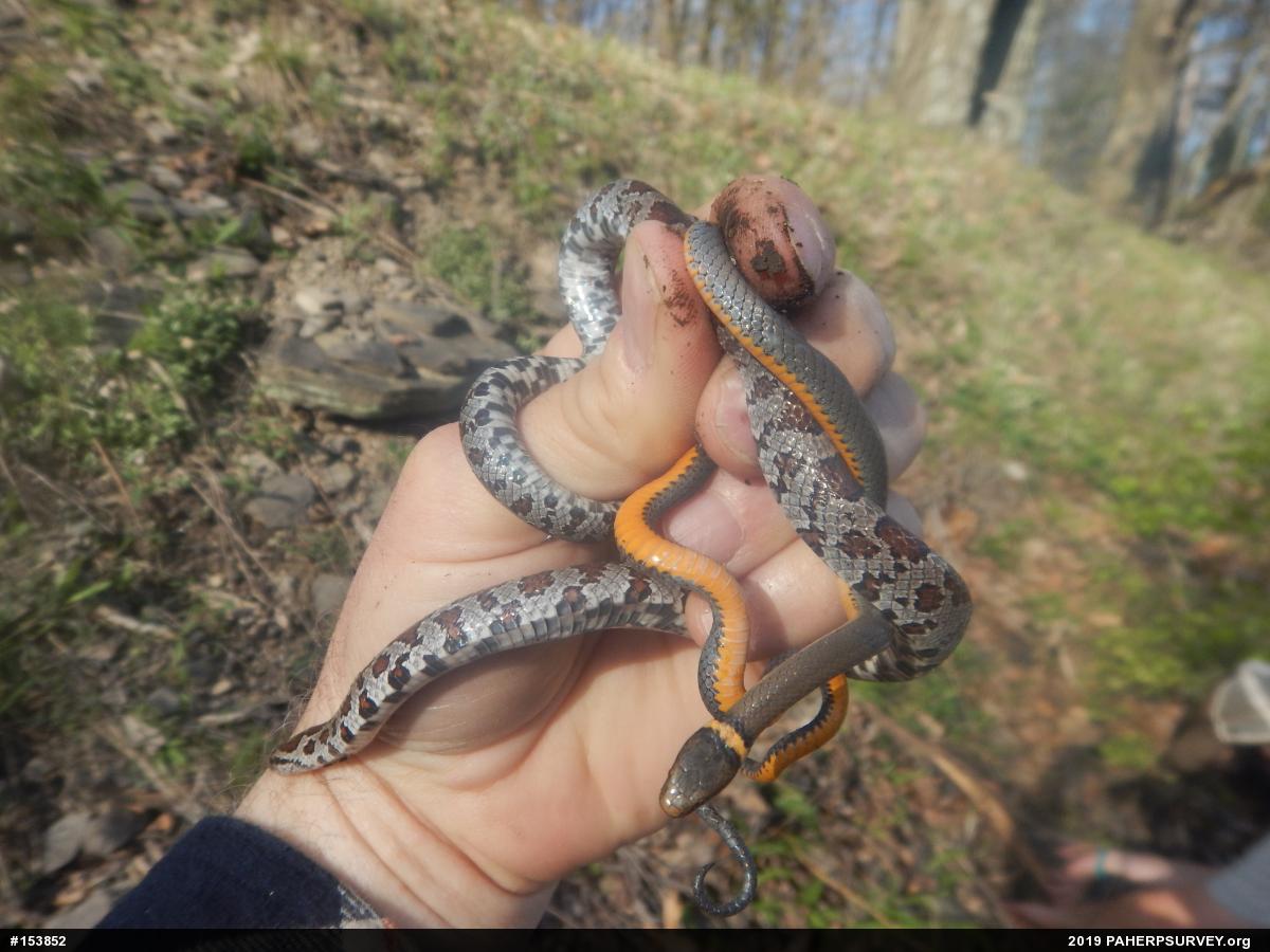 Northern Ring-necked Snake