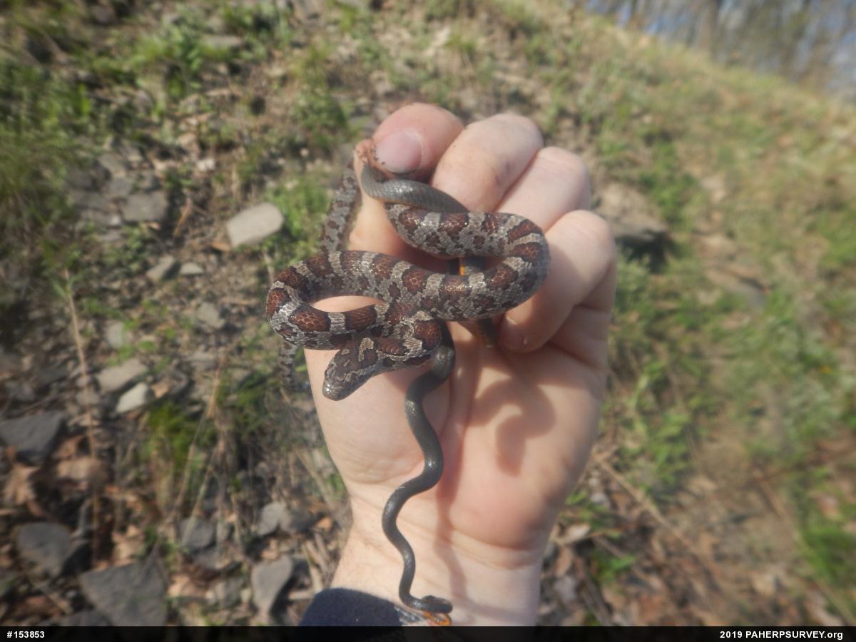 Eastern Milksnake
