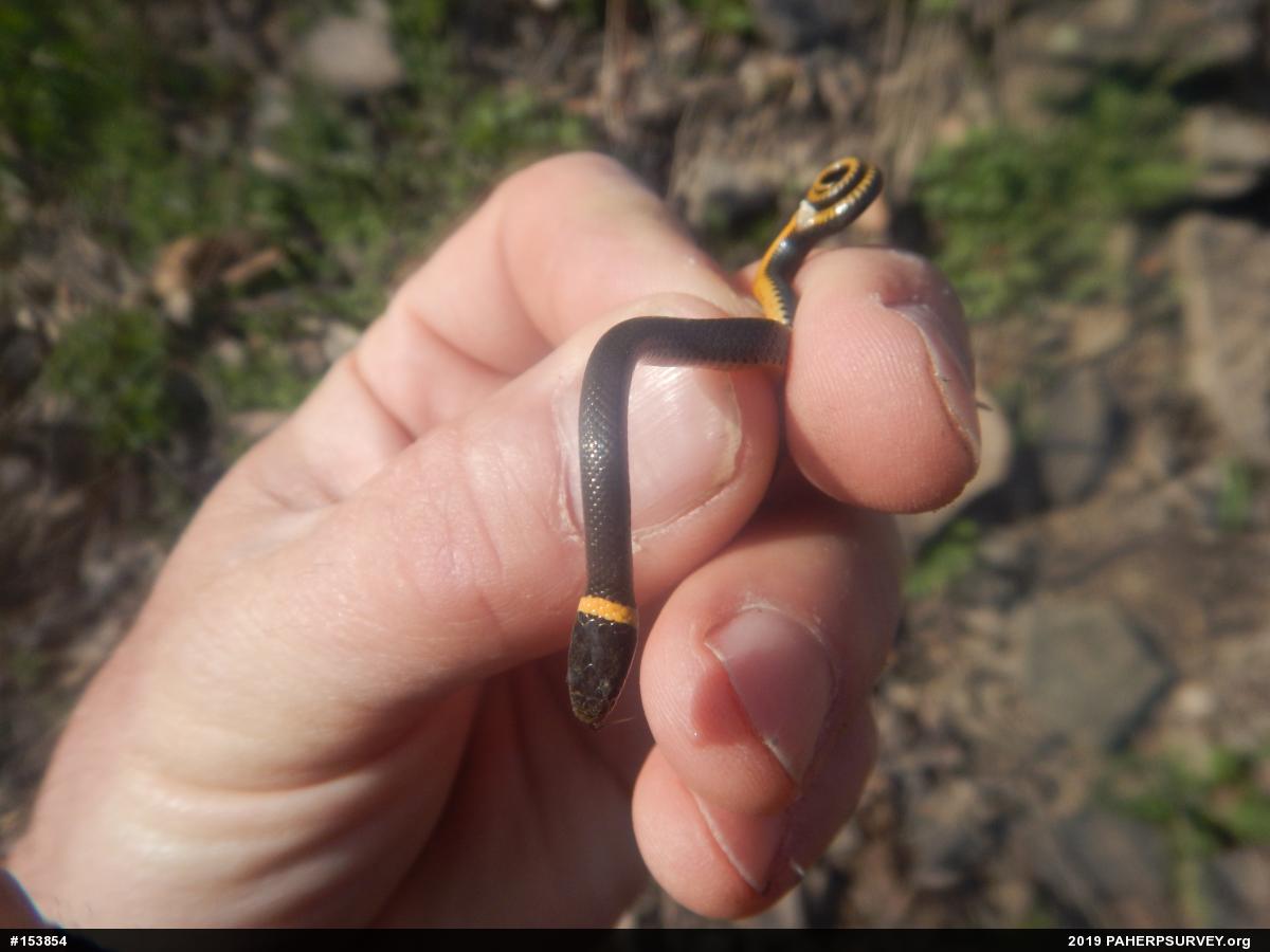 Northern Ring-necked Snake