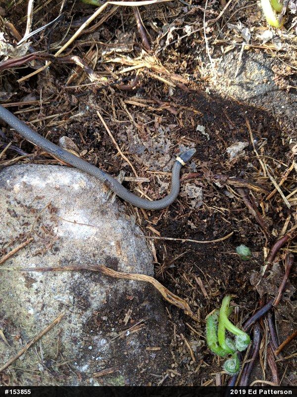 Northern Ring-necked Snake