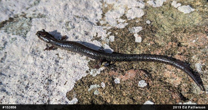 Valley And Ridge Salamander