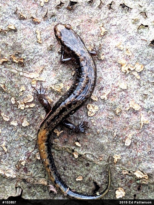 Allegheny Mountain Dusky Salamander