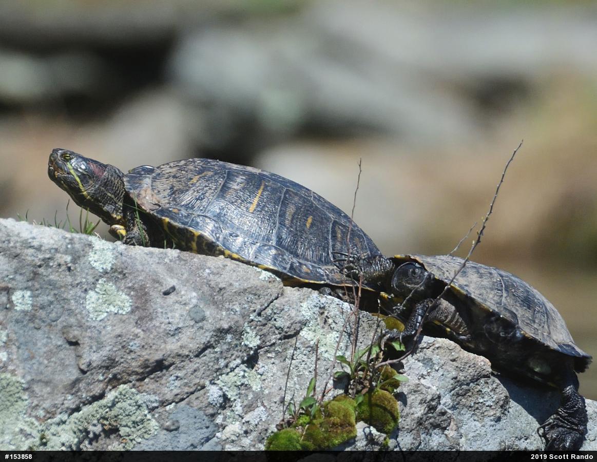 Red-eared Slider