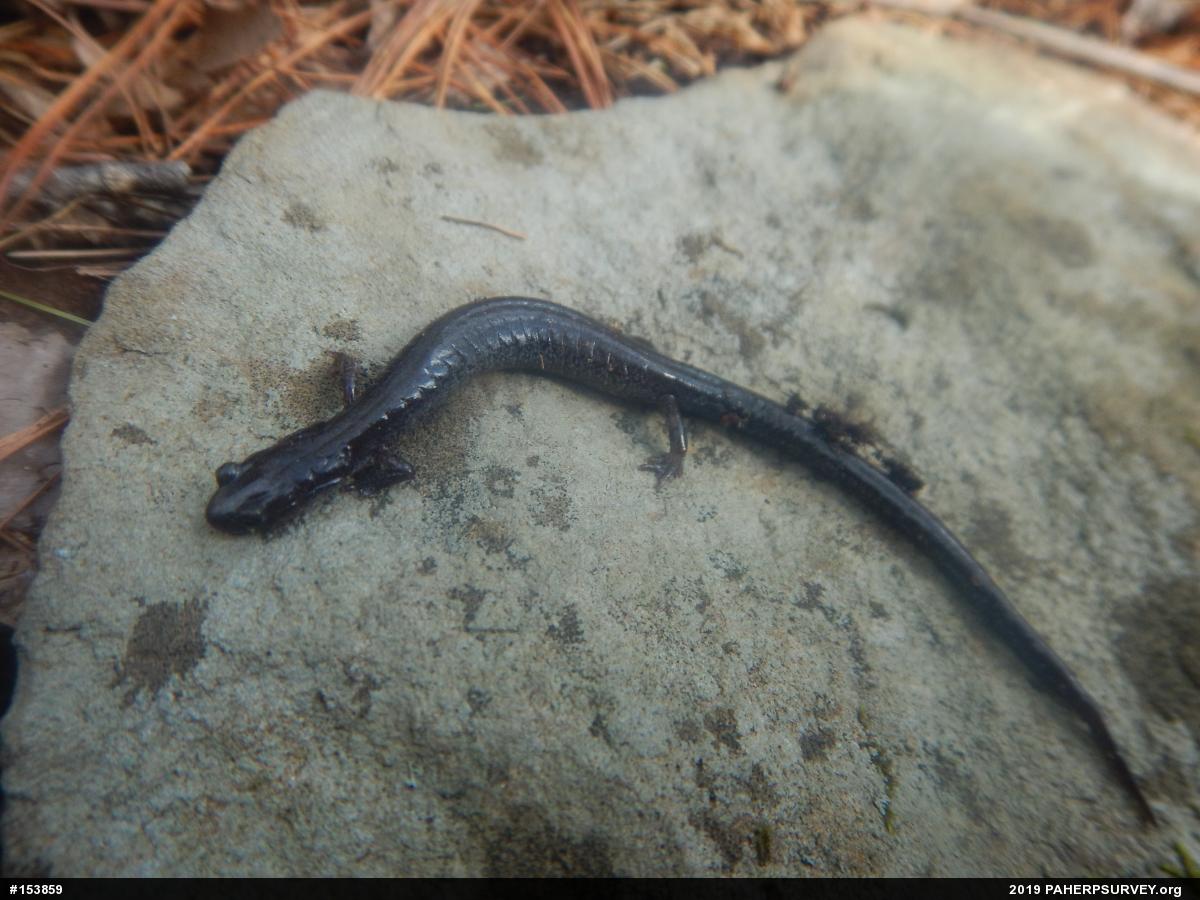 Valley And Ridge Salamander