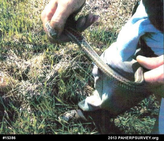 Eastern Gartersnake