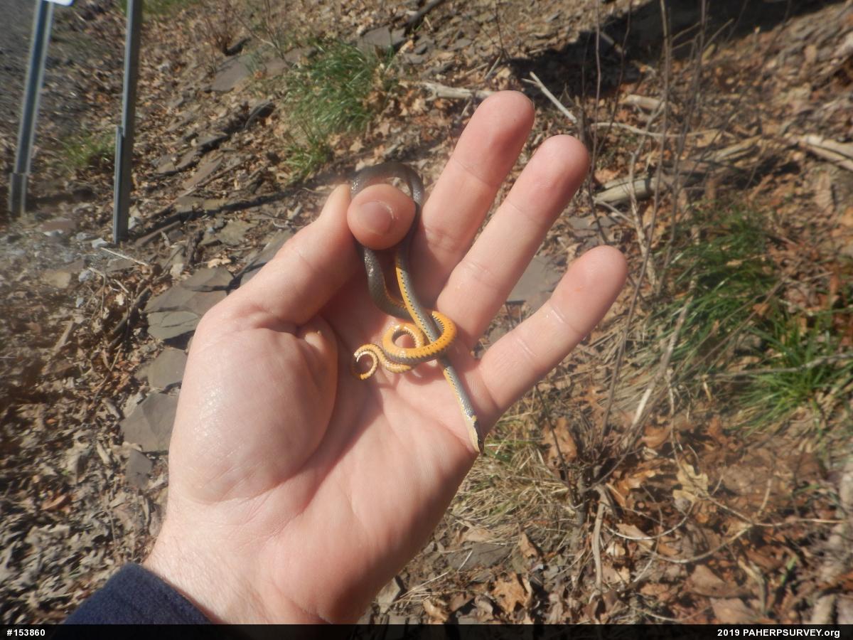Northern Ring-necked Snake