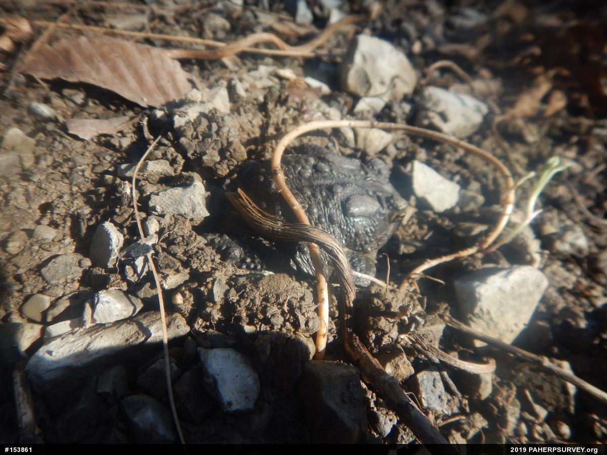 Eastern American Toad