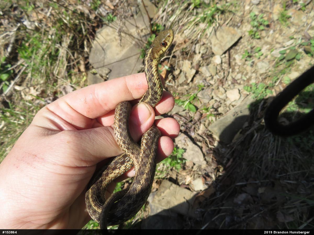 Eastern Gartersnake