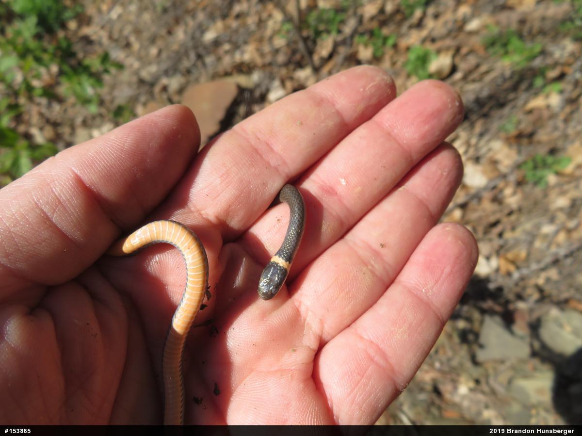 Northern Ring-necked Snake