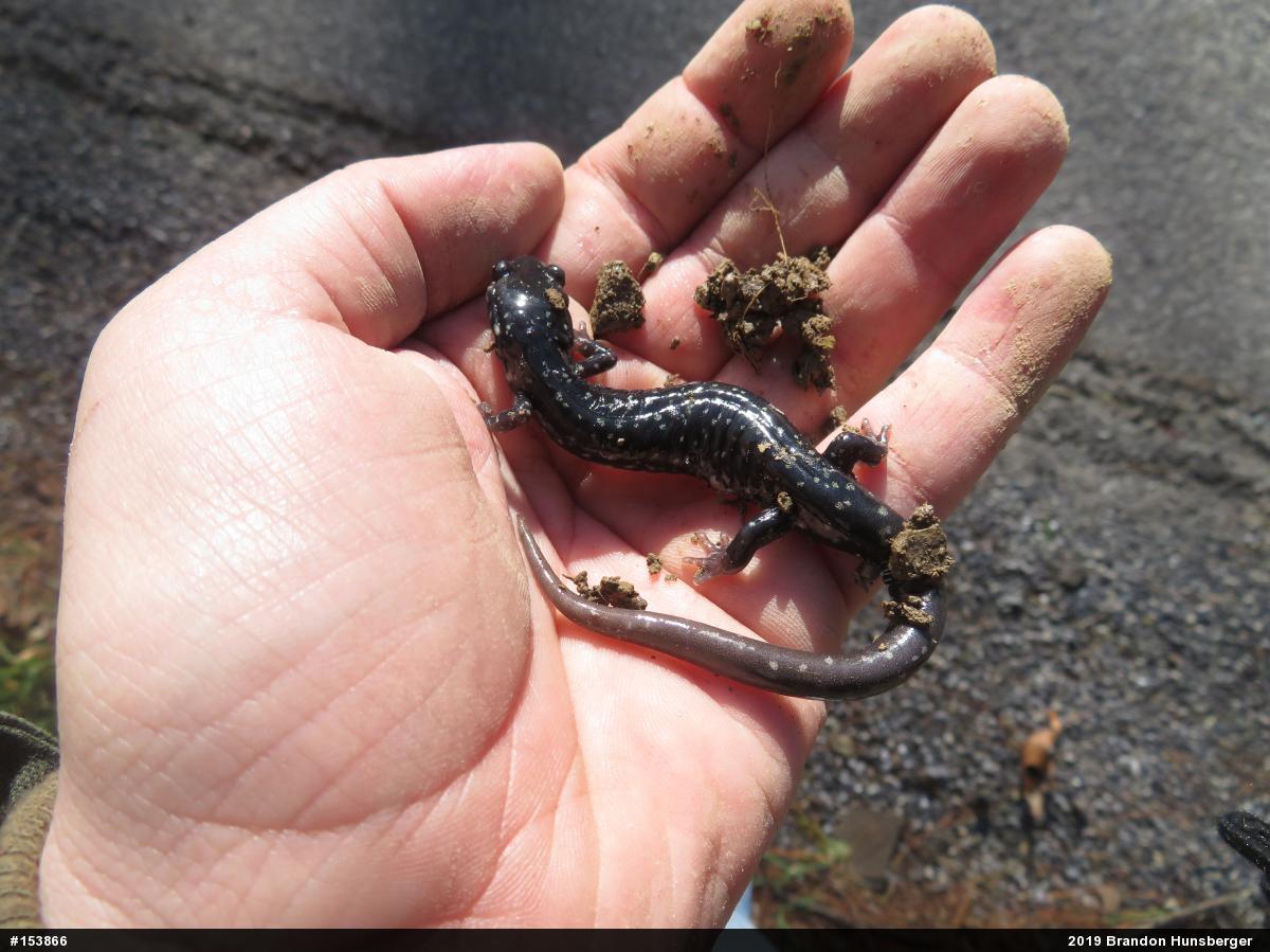 Northern Slimy Salamander