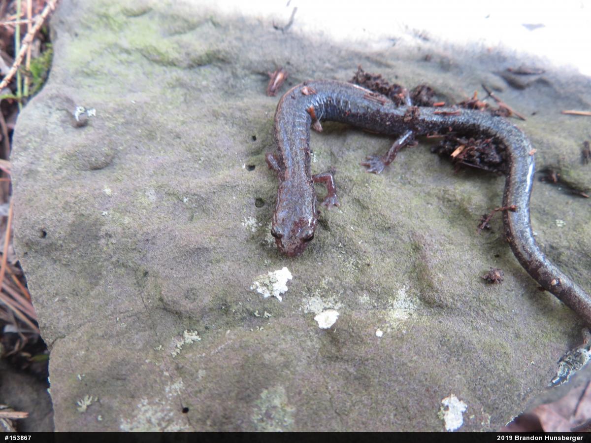 Valley And Ridge Salamander