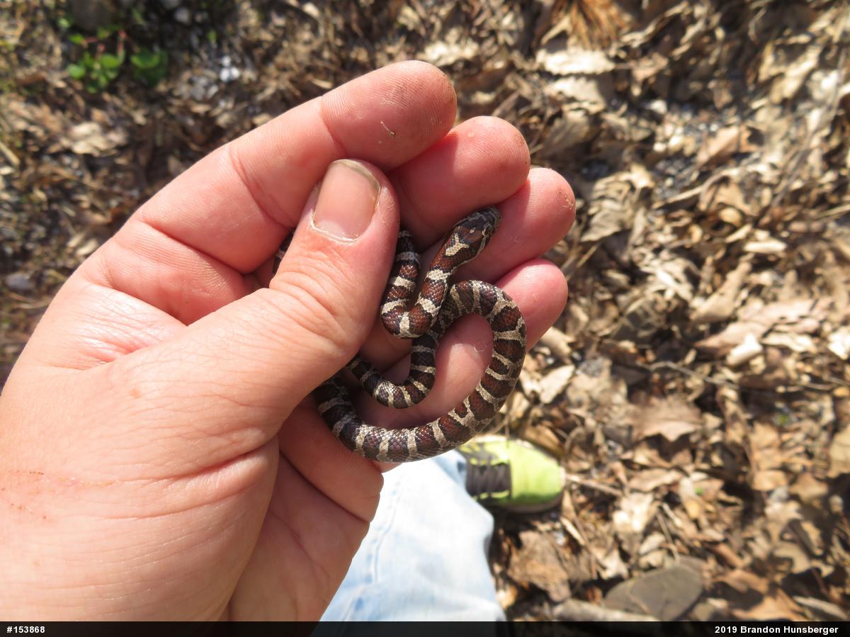 Eastern Milksnake