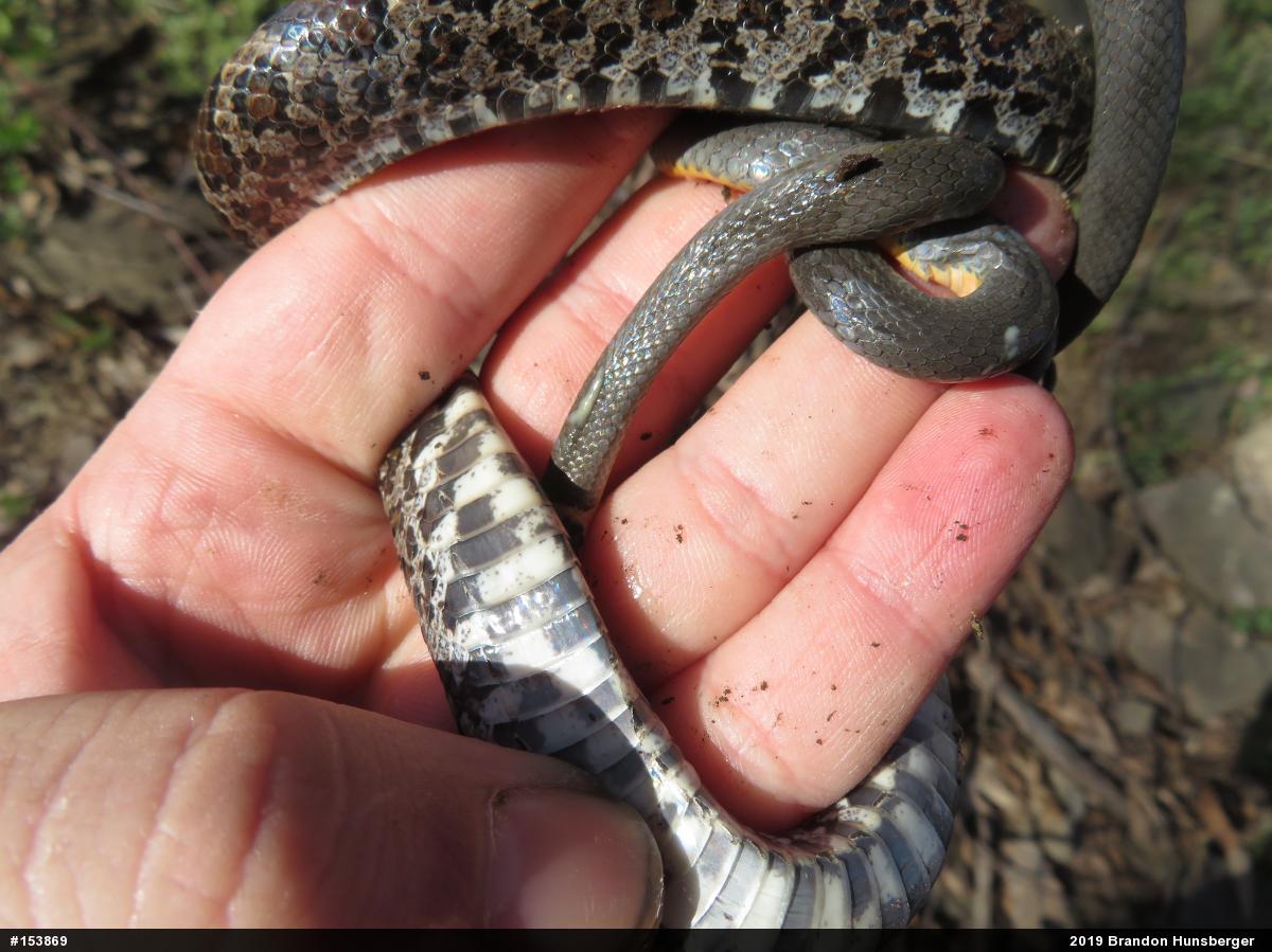 Northern Ring-necked Snake