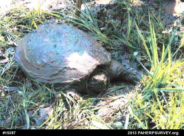 Snapping Turtle
