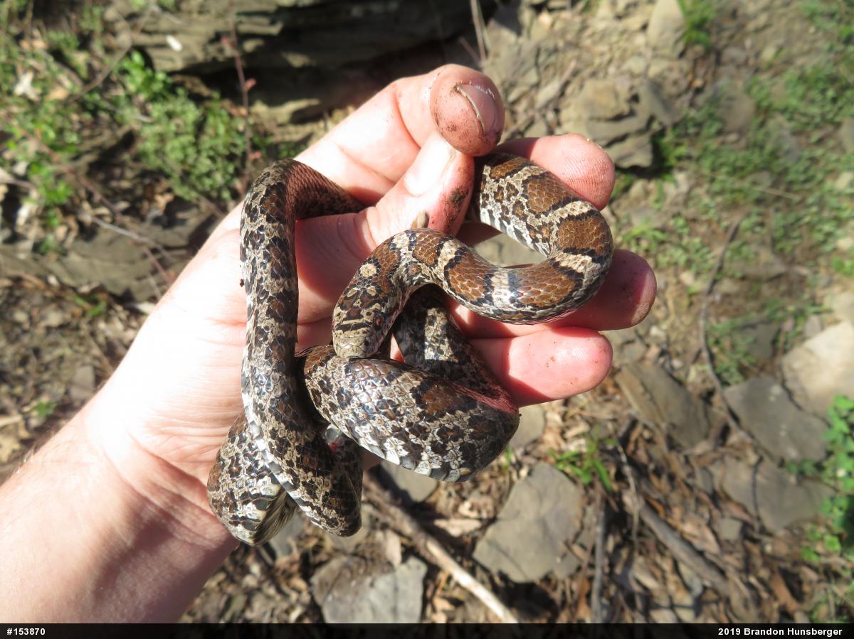 Eastern Milksnake