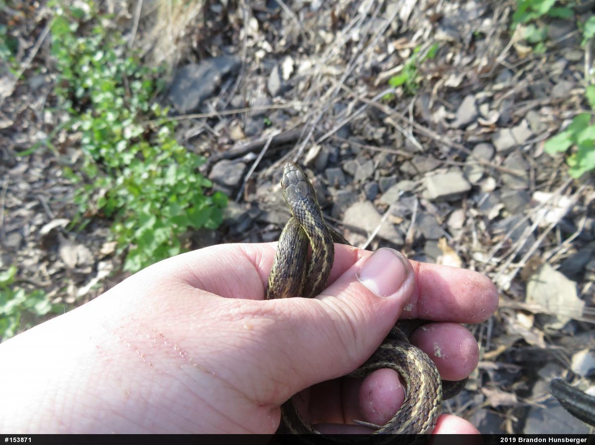 Eastern Gartersnake