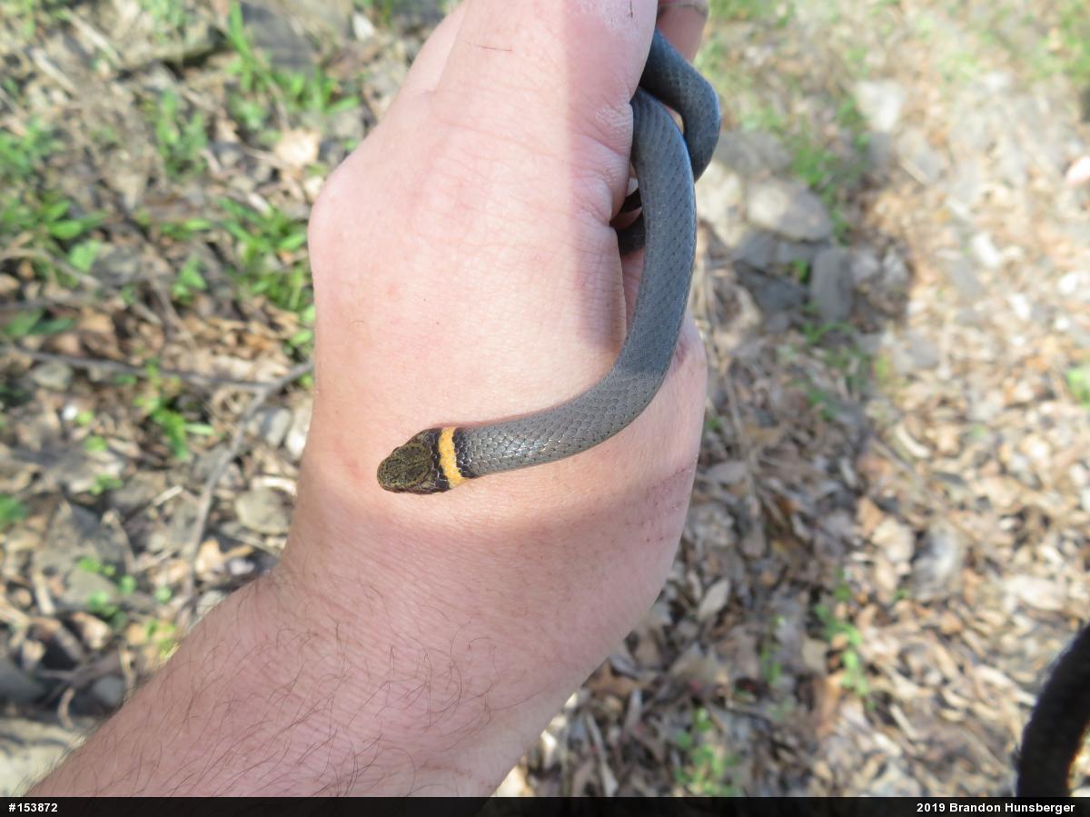 Northern Ring-necked Snake