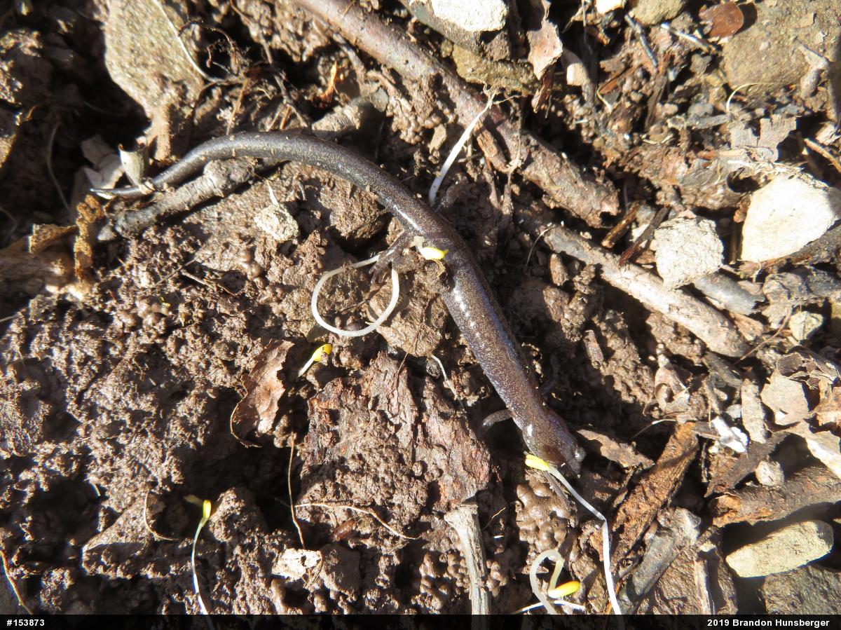 Woodland Salamanders