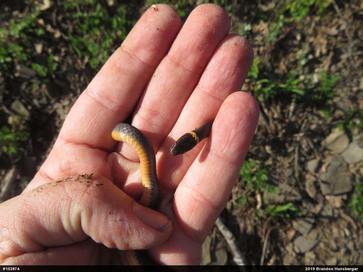 Northern Ring-necked Snake
