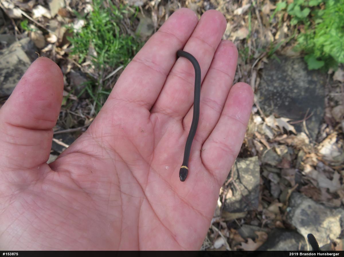 Northern Ring-necked Snake