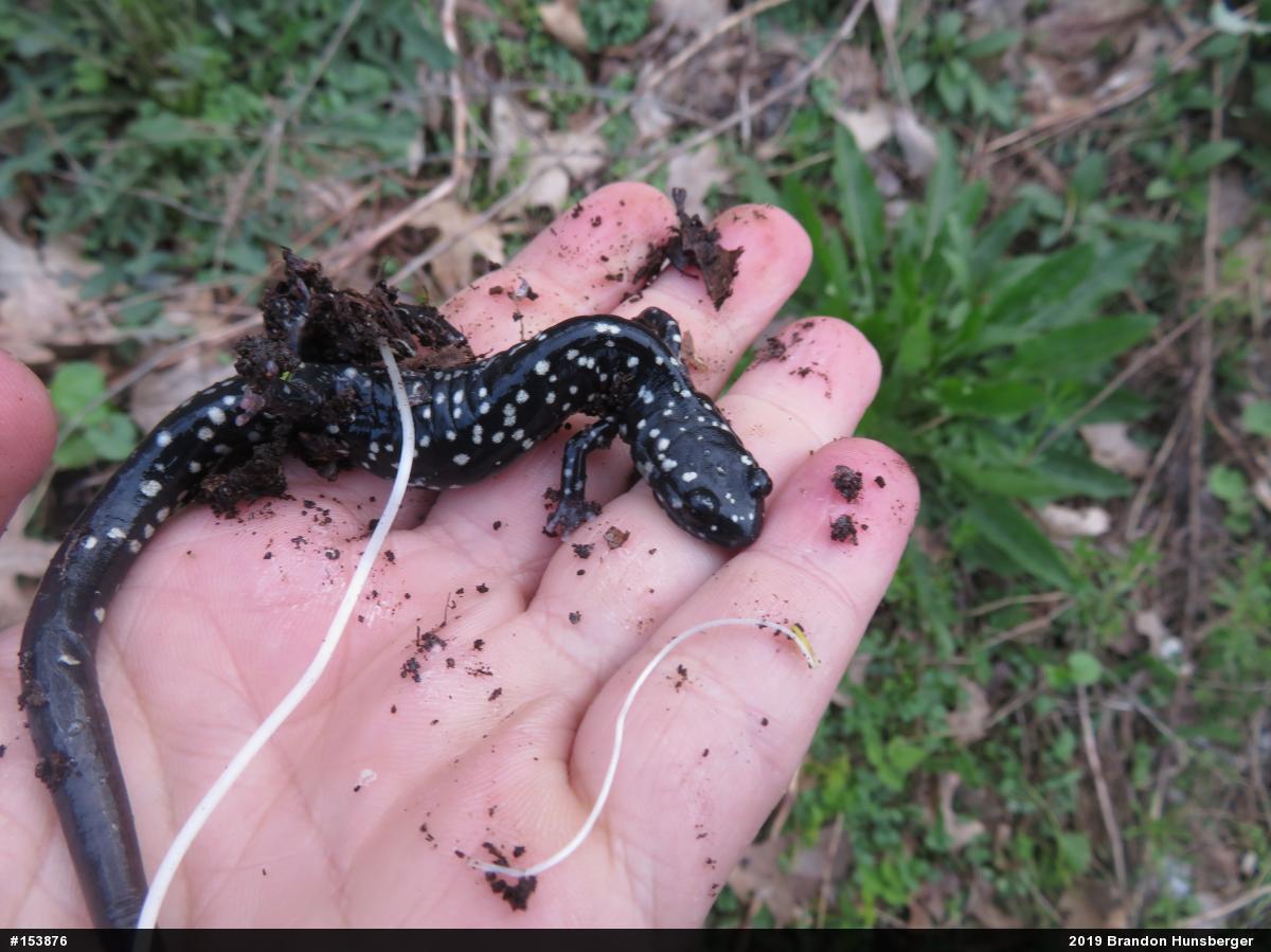 Northern Slimy Salamander