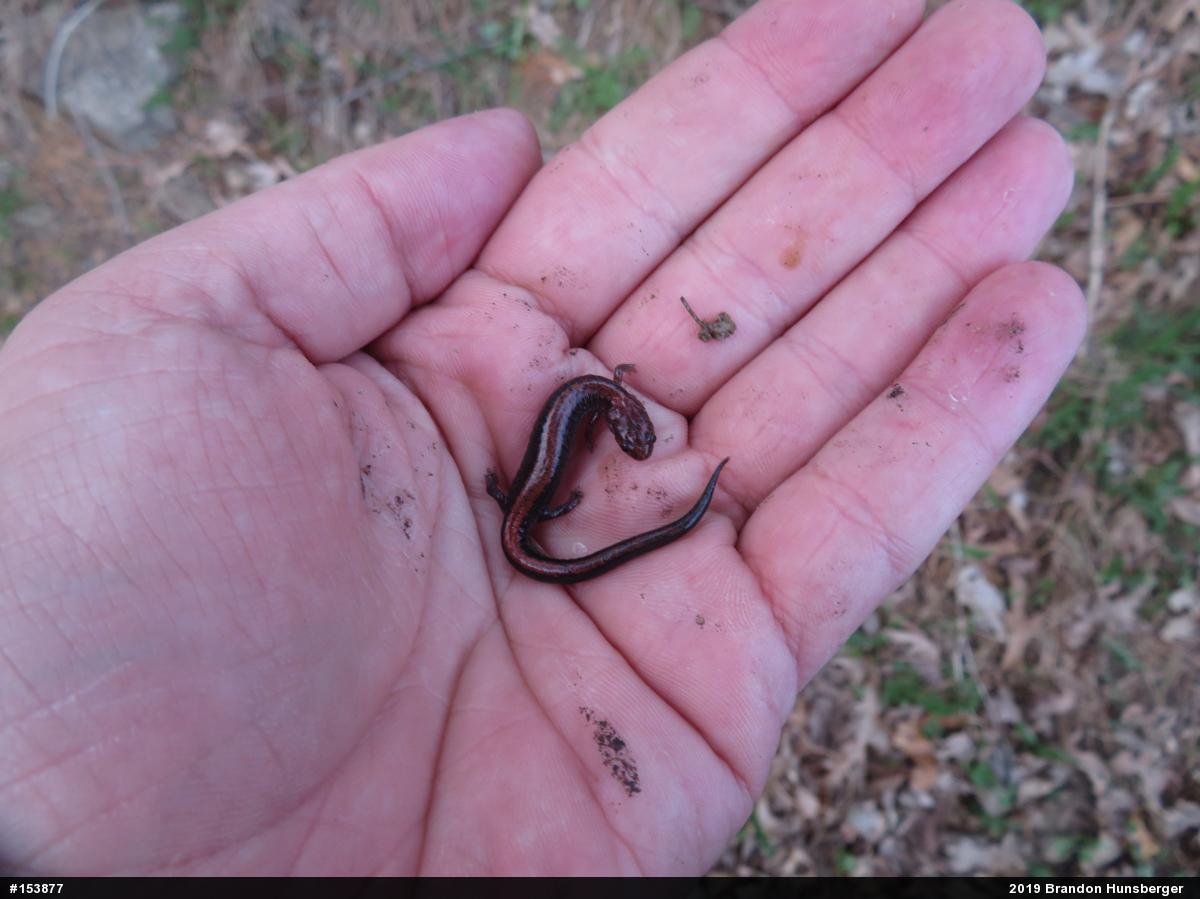 Eastern Red-backed  Salamander