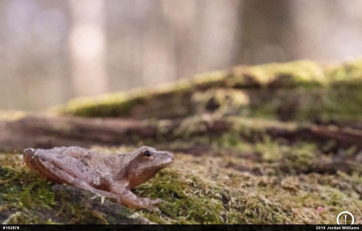 Spring Peeper