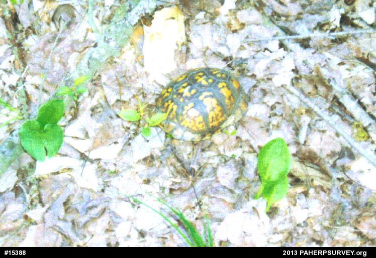 Eastern Box Turtle