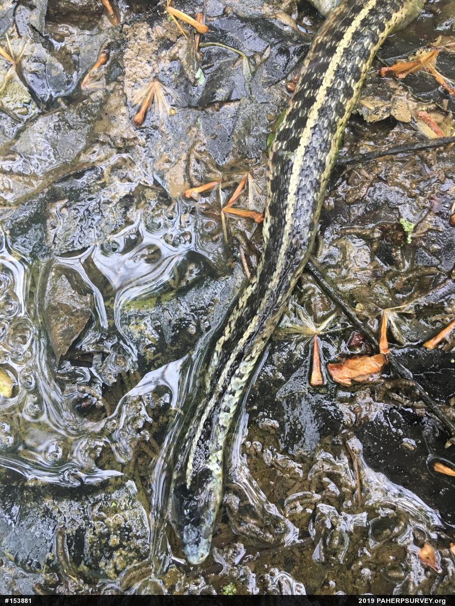 Eastern Gartersnake