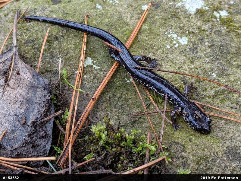 Wehrle's Salamander