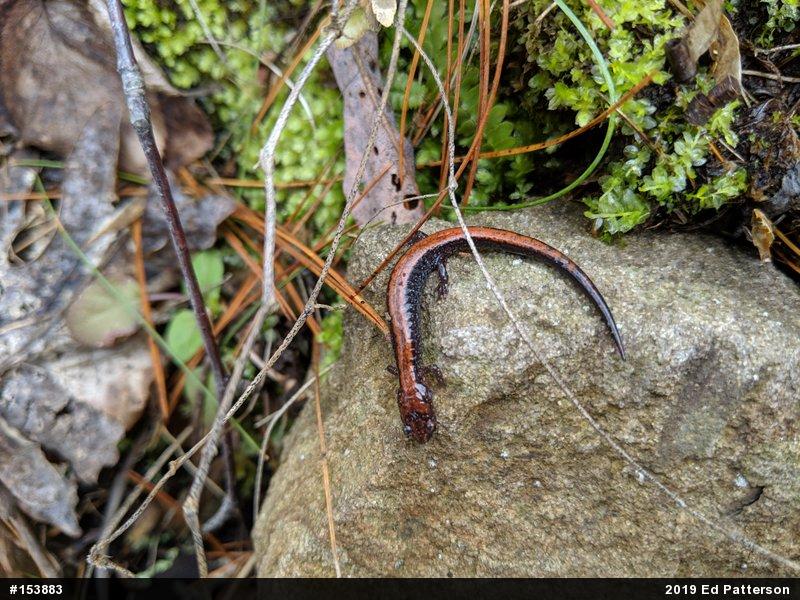 Eastern Red-backed  Salamander