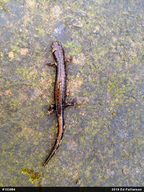 Allegheny Mountain Dusky Salamander