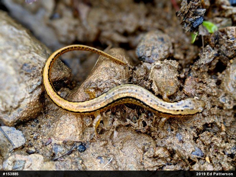 Northern Two-lined Salamander