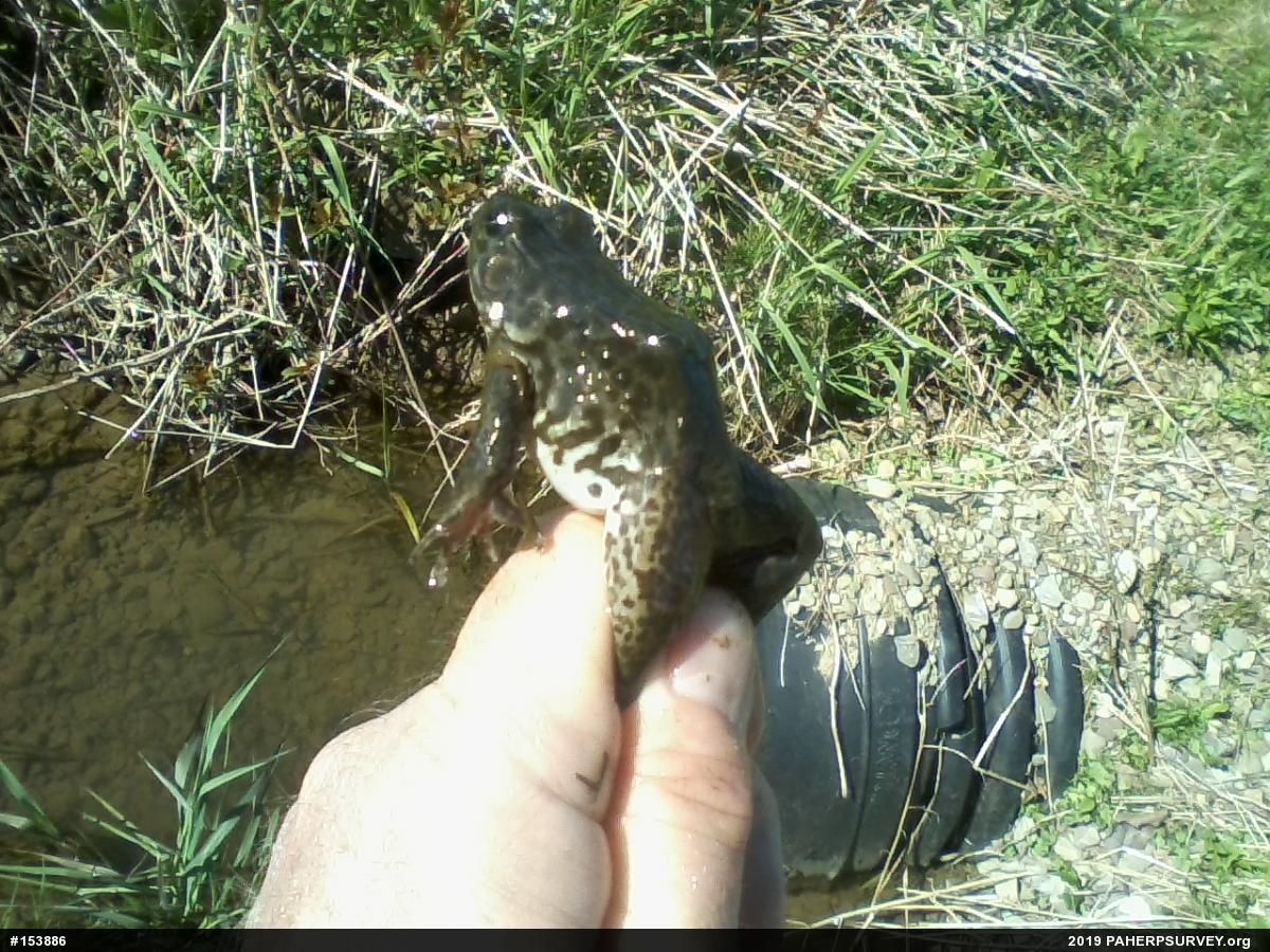 Green Frog