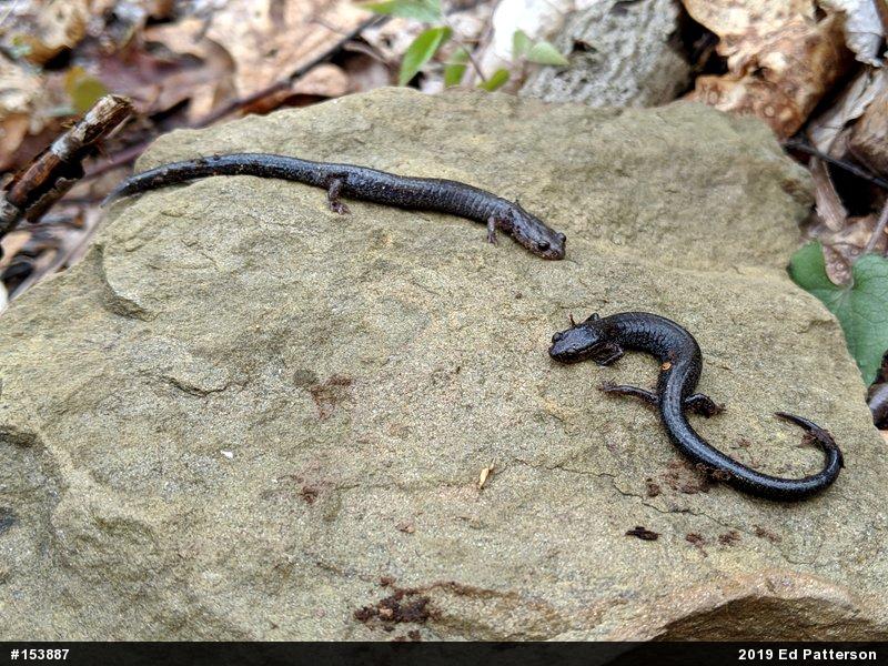 Valley And Ridge Salamander