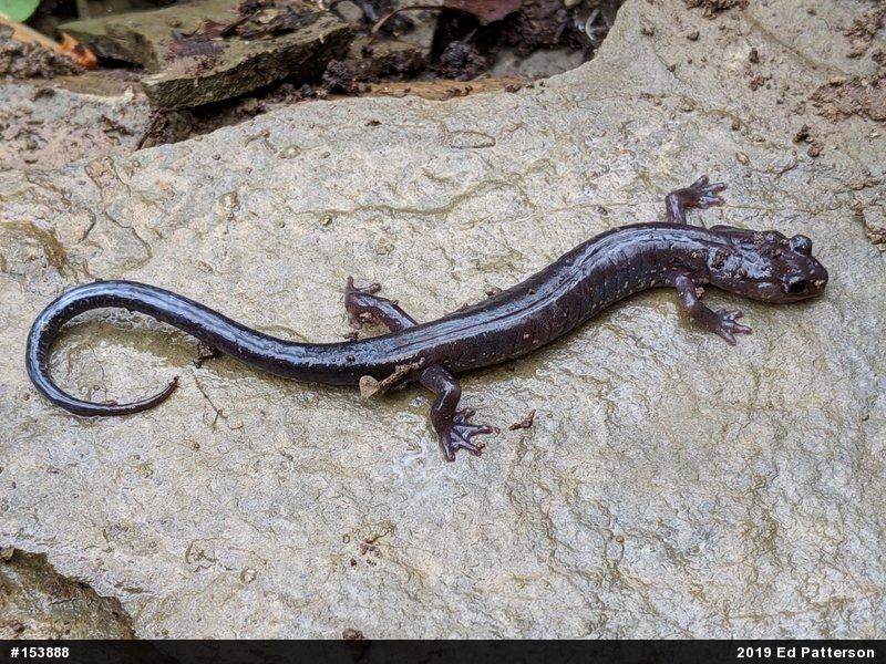 Wehrle's Salamander
