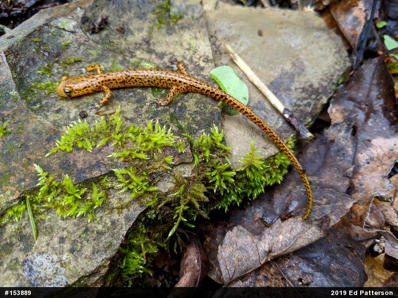 Eastern Long-tailed Salamander
