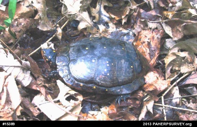 Spotted Turtle