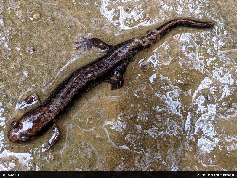 Allegheny Mountain Dusky Salamander