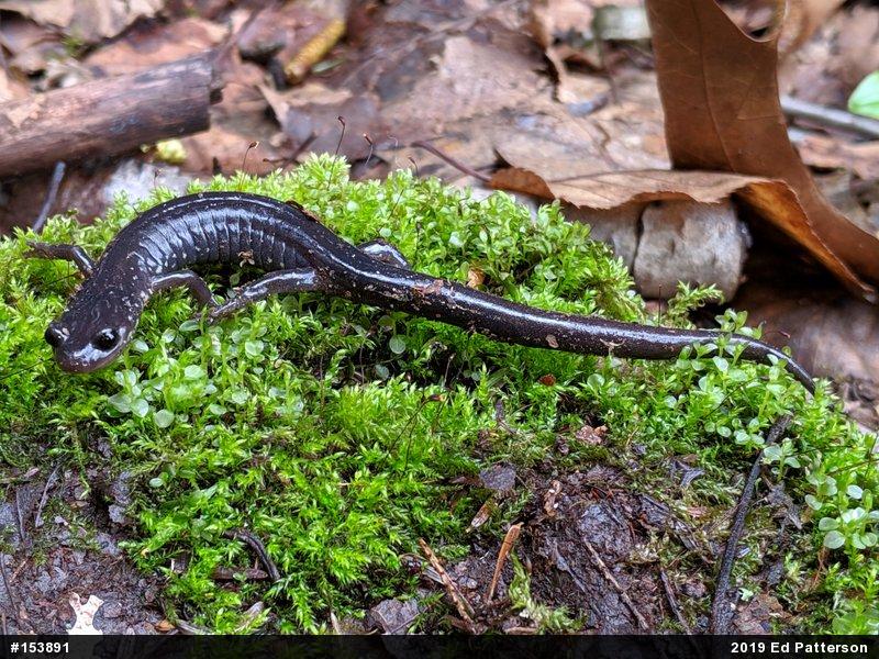 Wehrle's Salamander