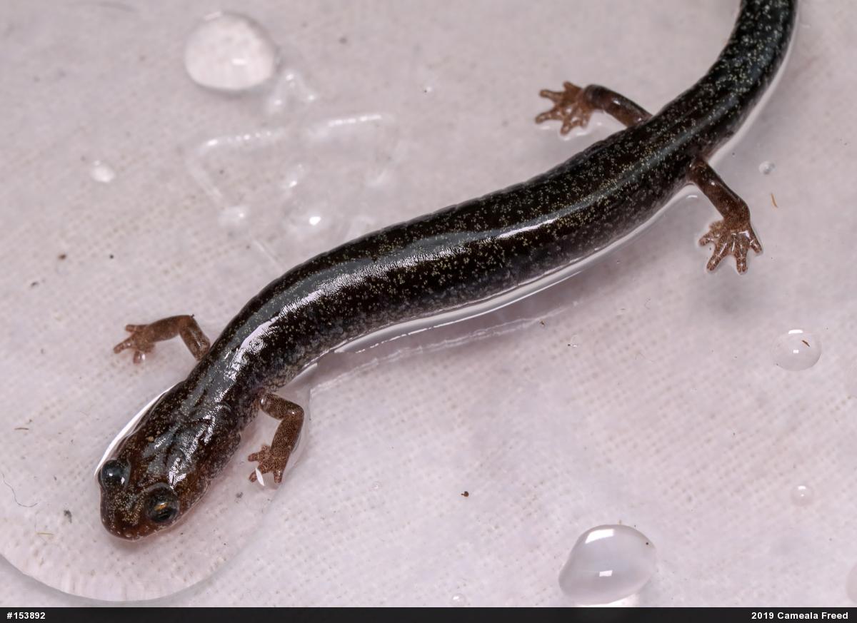 Valley And Ridge Salamander