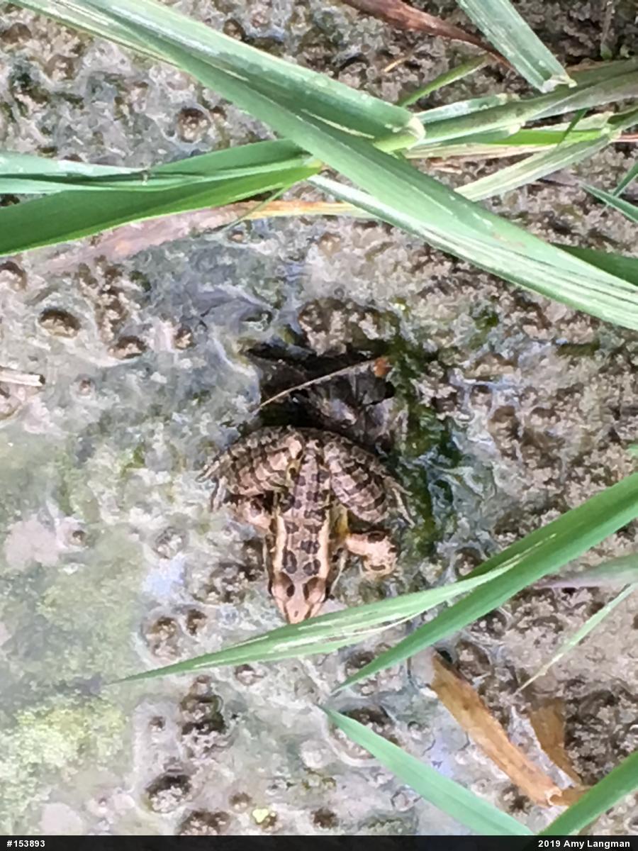 Pickerel Frog