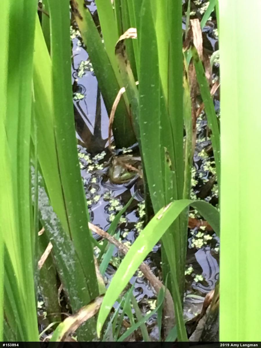 Green Frog
