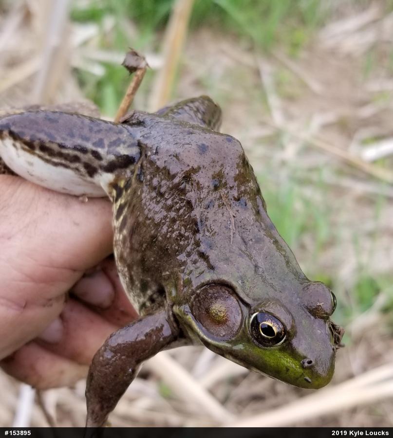 Green Frog